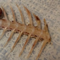 魚をきれいに食べ尽くし、骨を見たら……　「なんだこれ」突如現れた“予想外の物体”が2700万表示「すげぇぁえぇぇ」