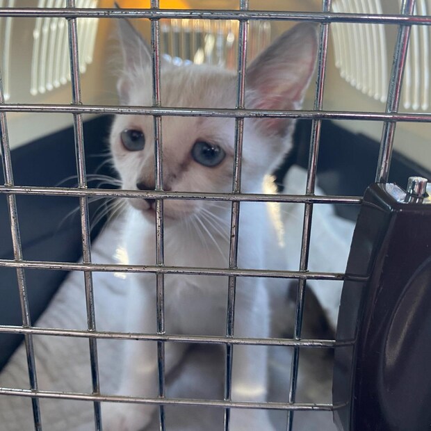 今にも泣きそうな顔の保護子猫「沢山愛情をかけたら顔つきも変わるかな」→4年後…… 現在の姿が479万表示「涙が出るほど笑っちゃった