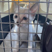 今にも泣きそうな顔の保護子猫「沢山愛情をかけたら顔つきも変わるかな」→4年後……　現在の姿が479万表示「涙が出るほど笑っちゃった