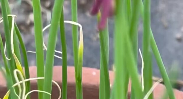 小ネギの鉢をふと見ると……「うわぁほんとにいるんですね」 投稿者興奮のまさかの生き物に「初めて見ました」「突然変異だ」