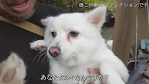 見た目がタヌキすぎる愛犬→DNA検査をしてみると……「マジか！」　意外な正体に「わんこ愛を感じる」