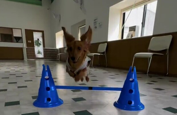 ドッグランが大好きなダックスフント→ウキウキで飼い主と向かうと…… “まさかの光景”に「そんなことあるんですか」「こりゃガッカリやね」