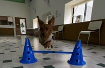 ドッグランが大好きなダックスフント→ウキウキで飼い主と向かうと……　“まさかの光景”に「そんなことあるんですか」「こりゃガッカリやね」