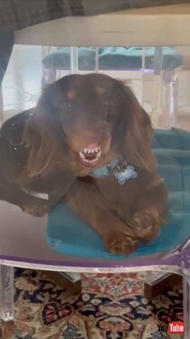 犬「え、なんか変？」　思いもかけず変顔を披露してしまったダックスフントの姿に、飼い主爆笑！【伊】
