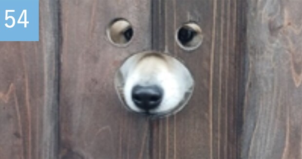 犬用のフォトスポットを発見→小型犬が記念撮影したら……「しんどいw」 “想定外の仕上がり”に「わーーー!!」「むしろ大正解」