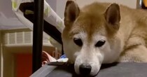 おやつを床に置いた飼い主、ふと見上げると……　柴犬が見せた“まさかの行動”に「ぇぇえええ」「予想の斜め上やった」