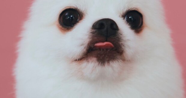 「耳ってどうすれば出てきますか?」→カメラマンも困惑した、愛犬の“まさかの姿”に「あかん、吹いた」「ずっと笑ってる」