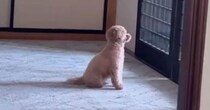 家族の帰りを待ち続ける愛犬→次の瞬間……　けなげすぎる“まさかの反応”に「相思相愛ですね」「泣けてくる」【210万再生】