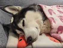 昼寝する大型ワンコを起こそうとするのはまさかの……　目を疑う光景が153万表示「やばい」「心が浄化された」