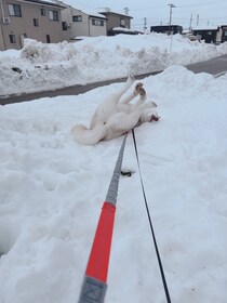 散歩中のシベリアンハスキー、帰ろうとすると……　とんでもない“イヤイヤ”姿に「表現力が天才的」「教科書に載せたい」