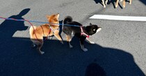 2匹の柴犬、散歩をしていると……「これは珍しい」　運命的な“まさかの出会い”に「ぎゃー」「すご～い」