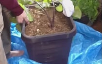 30×30センチのプランターで育てたサツマイモ→収穫してみたら……　「うわー！」まさかの結果に歓喜「拍手喝采」