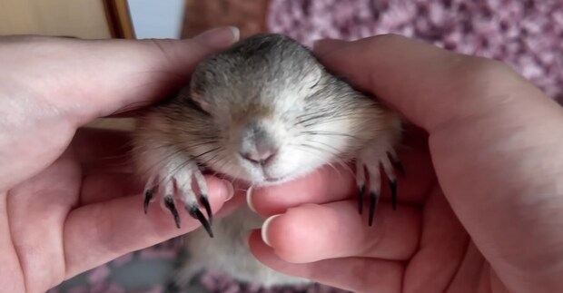 飼い主以外に名前を呼ばれたリスの反応に「何コレ!?」「すご~い!!」 予想ななめ上の賢さが話題「可愛すぎるやろ~~~」