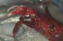 「カニ！」飼育中のカニを呼んだ次の瞬間……　　「めっっちゃかわいいー！！！！」目を疑う“ファンサ”に驚きの声