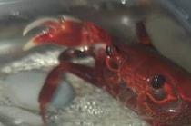 【画像】まさかのファンサ