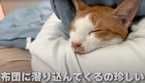 【画像】猫の表情