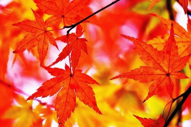 「穴場の紅葉スポット」ランキング！　第2位は「長野県駒ヶ根市」、1位は？