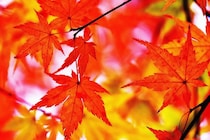 「穴場の紅葉スポット」ランキング！　第2位は「長野県駒ヶ根市」、1位は？