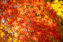「紅葉狩り」に行きたい都道府県ランキングTOP25！　第1位は「栃木県」【2024年最新投票結果】