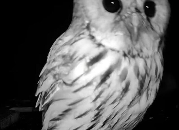 夜な夜な防犯カメラに映る“謎の影”……　判明した正体に止まない感動の声　「なんて美しい絆」「恩人を忘れなかったんだね」【海外】