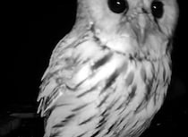 夜な夜な防犯カメラに映る“謎の影”……　判明した正体に止まない感動の声　「なんて美しい絆」「恩人を忘れなかったんだね」【海外】