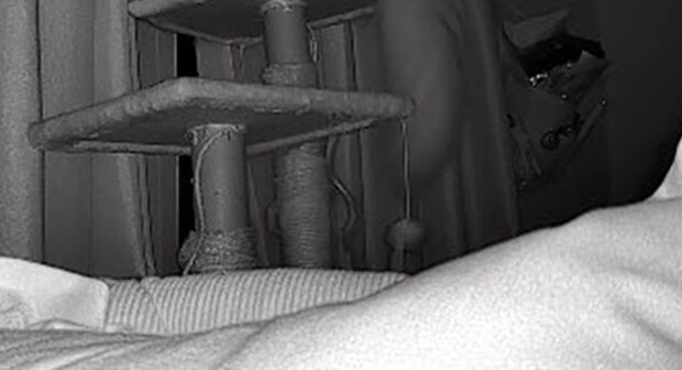 外出先からペットカメラで愛猫をのぞいたら…… 思わず「うぉおおん」と嘆いた光景が395万件表示「光速で帰れ」「泣く」