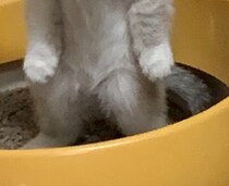 トイレ中の子猫をふと見たら……「ずっとこれで笑ってる悔しい」「優勝」　目を疑う表情と姿が310万表示