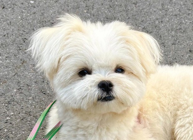 飼い主「抱いてもらえると思うなよ」→そのワケは……　愛犬の衝撃姿が242万表示「あぁ」「大変」