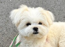 飼い主「抱いてもらえると思うなよ」→そのワケは……　愛犬の衝撃姿が242万表示「あぁ」「大変」