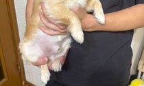 ←弟のだっこ　→母のだっこ　「そんな変わる？ww」「お母さんの時どうした笑」　愛犬の表情が186万表示