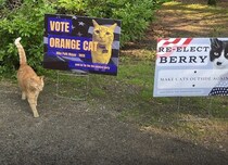 アメリカで“ネコ市長”爆誕!?　総勢70匹のネコたちが熱い選挙戦、当選ネコの公約がまさかすぎた