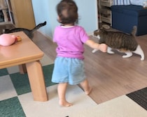 1歳おてんば娘とおいかけっこを頑張るキジ白猫兄弟　上手に遊んであげる“お兄さんっぷり”がかっこいい