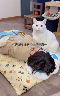 風邪をひいた子どもたちに寄り添う白猫の「優しさにウルウル」　350万再生の献身的な看病に「元気になる一択しかない」
