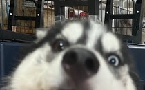 陽キャな弟犬→兄犬は静かだと思ったら……“テクい”アピールが193万表示　「新ジャンルすぎて癖になる」