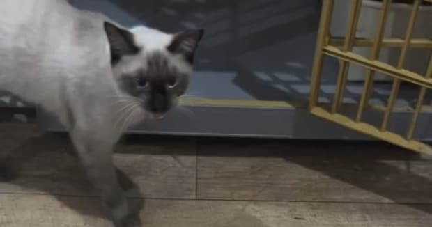 「顔周りだけどんどん黒くなる」と言われていた愛猫、成長した姿を見てみたら……　「本当はたぬきだったのか」「うちの子も」