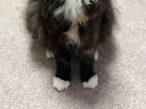 「ネコを崇めよ」堂々と座る猫ちゃんのヒゲをふと見ると……　風格ありすぎる姿に反響「かっこいい猫様」「威厳がある」