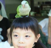 頭にインコを乗せた少女→14年後……　想像を超える現在の姿が13万再生「超かわいい」「素敵な思い出」【海外】