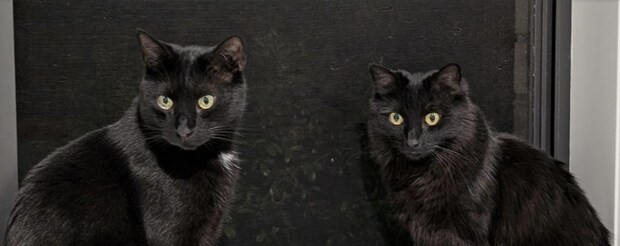 瓜二つな2匹の黒猫→しっぽだけは……　「えっ！？」まさかの“個性”に驚きの237万表示「かっこいい！！」