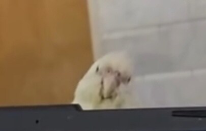モニターの上からひょっこり顔を出すインコ→遠くから見ると…… 爆笑確定の光景に「完璧すぎ」「かわいすぎる」【海外】