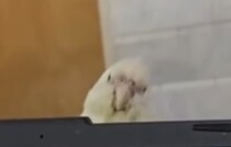 モニターの上からひょっこり顔を出すインコ→遠くから見ると……　爆笑確定の光景に「完璧すぎ」「かわいすぎる」【海外】