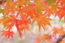 紅葉を見に行きたい「都道府県」ランキング！　2位は「北海道」、1位は？