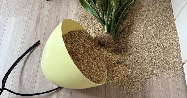 鉢植えを倒した犯ニャン→潜伏先のソファの下をのぞいてみたら……　“まさかの光景”に「笑いました」「怒れないよね」