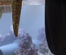 鮮魚店で売っていた“海のギャング”を水槽に入れると……　まさかの生き物の姿に「うわ～！！」「マジかよwww」
