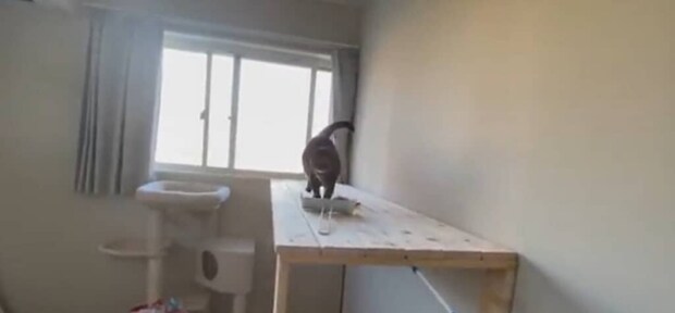 大好きなお母さんが他界してひとり暮らししていた猫、1年後お引越しして……　現在の姿に「待ってました！」「幸せそうで嬉しい」