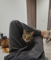 飼い主の足の間に入るキジトラ→次の瞬間……　“衝撃展開の4コマ”に4.7万いいね　「最後www」「大丈夫かぁぁぁぁぁぁぁぁ!?」