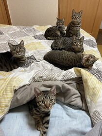 飼い主と一緒に寝たい猫たちが、お布団を占領して……　キジトラ軍団の“寒い季節あるある”な姿に「羨ましい」「幸せな光景」