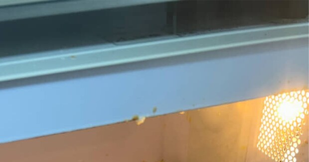 レンジで手軽に茶わん蒸しを作ろうとしたら……「やばすぎ」　“まさかの大惨事”に「勢いで笑う」「ダイナミックな調理」