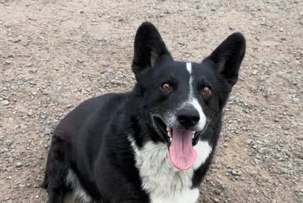 雷雨で行方不明のイヌ、3カ月後に3000キロ以上先で発見　奇跡の再会をかなえた“モノ”とは【海外】