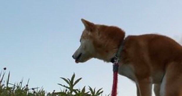 散歩中、ふと柴犬を撮影すると……「コーヒー吹いた」 膝から崩れ落ちる“奇跡の1枚”に「スカンクもビビるレベル」