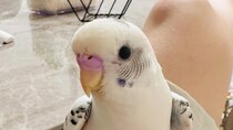 鳥用ヒーターに寄り添うインコ、よく見たら→「あったかい……？」　まさかの光景に「いや、あってるけどww」「笑いが止まらない」